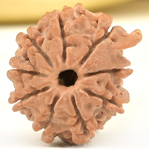Ganesh Rudraksha 9 Mukhi from Nepal Small - III