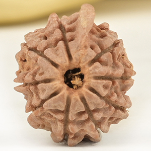 Ganesh Rudraksha 9 Mukhi from Nepal Small - IV