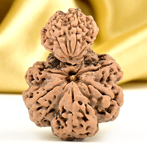Garbh Gauri 10 Mukhi from Nepal