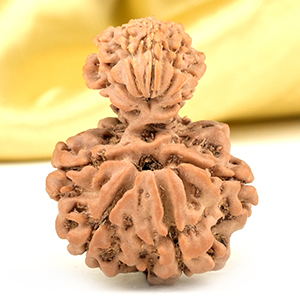 Garbh Gauri 11 Mukhi from Nepal Small - II