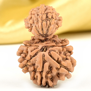 Garbh Gauri 12 Mukhi from Nepal Small - II