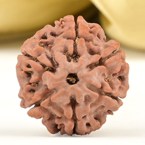 Collector 6 Mukhi from Nepal - CCIII