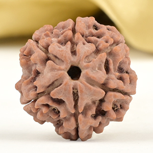 Collector 6 Mukhi from Nepal - CCIV