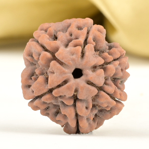 Collector 6 Mukhi from Nepal - CCV