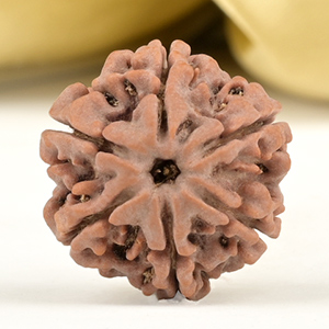 Collector 6 Mukhi from Nepal - CCVI