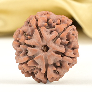 Collector 6 Mukhi from Nepal - CCVII