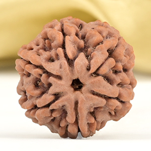 Collector 6 Mukhi from Nepal - CCVIII