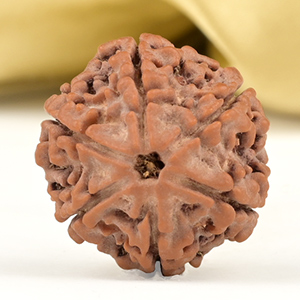 Collector 6 Mukhi from Nepal - CCIX