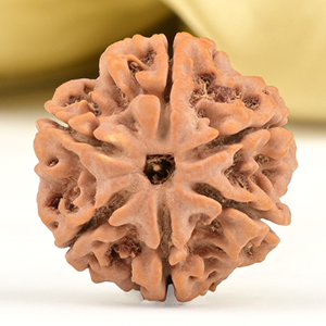 Collector 6 Mukhi from Nepal - CCX