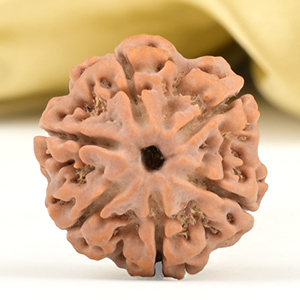 Collector 6 Mukhi from Nepal - CCXI