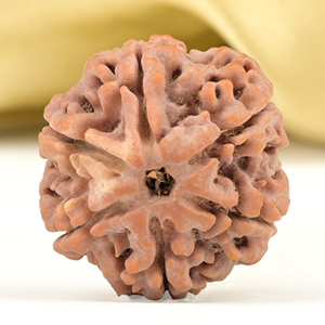 Collector 6 Mukhi from Nepal - CCXII