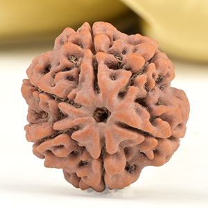 Collector 6 Mukhi from Nepal - CCXIV