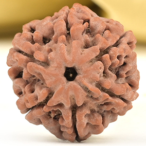 Collector 6 Mukhi from Nepal - CCXVI