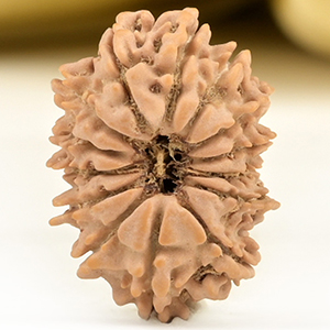 14 Mukhi from Nepal Small - CCXLVII