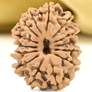 14 Mukhi from Nepal Small - CCXLVIII