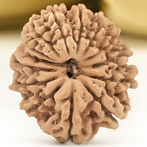 14 Mukhi from Nepal Small - CCXLIX