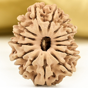 14 Mukhi from Nepal Small - CCL