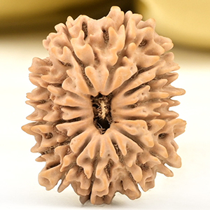 14 Mukhi from Nepal Small - CCLII