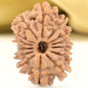 14 Mukhi from Nepal Small - CCLIII