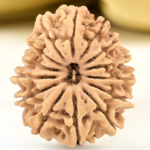 14 Mukhi from Nepal Small - CCLIV