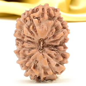 16 Mukhi from Java Indonesia Small - CLXIII