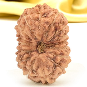 16 Mukhi from Java Indonesia Small - CXLIII