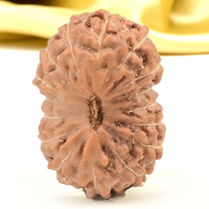 16 Mukhi from Java Indonesia Small - CXLIV