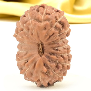 16 Mukhi from Java Indonesia Small - CXLV