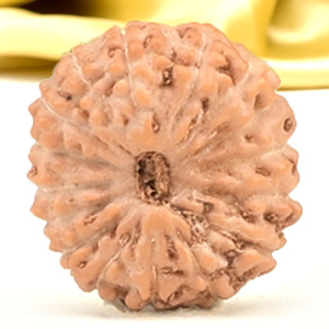 16 Mukhi from Java Indonesia Small - CXLVI