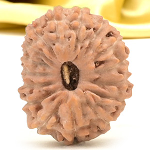 16 Mukhi from Java Indonesia Small - CXLVII