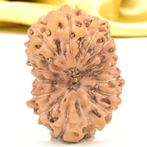 16 Mukhi from Java Indonesia Small - CXLVIII