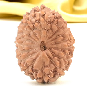 16 Mukhi from Java Indonesia Small - CXLIX