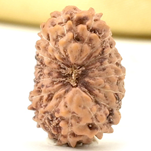 16 Mukhi from Java Indonesia Small - CL