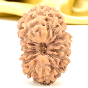 16 Mukhi from Java Indonesia Small - CLI