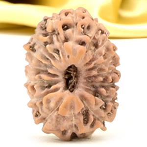 16 Mukhi from Java Indonesia Small - CLII