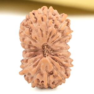 16 Mukhi from Java Indonesia Small - CLIII