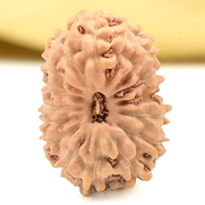 16 Mukhi from Java Indonesia Small - CLIV