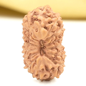 16 Mukhi from Java Indonesia Small - CLV