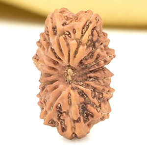 16 Mukhi from Java Indonesia Small - CLVI