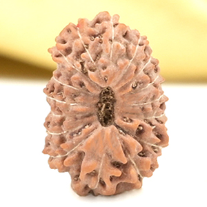 16 Mukhi from Java Indonesia Small - CLVII