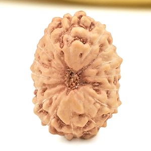 16 Mukhi from Java Indonesia Small - CLVIII