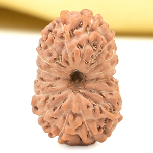 16 Mukhi from Java Indonesia Small - CLX