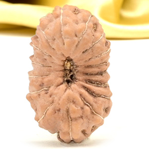 16 Mukhi from Java Indonesia Small - CLXI