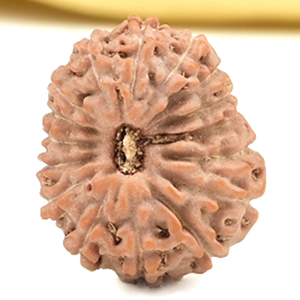 16 Mukhi from Java Indonesia Small - CLXII