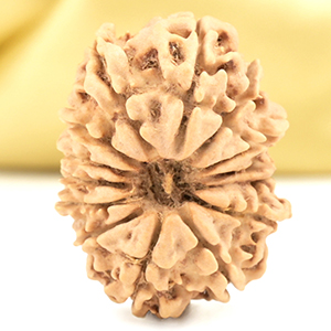 14 Mukhi from Nepal Small - CCLIX