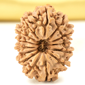 14 Mukhi from Nepal Small - CCLX