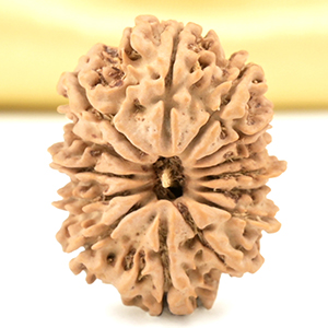 14 Mukhi from Nepal Small - CCLXI