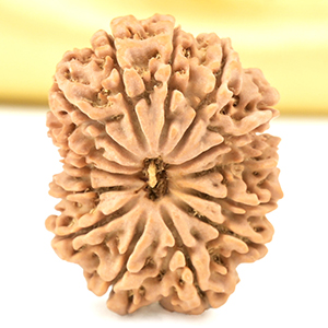 14 Mukhi from Nepal Small - CCLXII