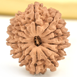 14 Mukhi from Nepal Small - CCLXV