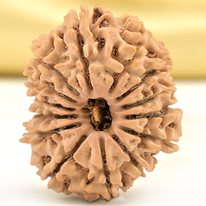14 Mukhi from Nepal Small - CCLXVI